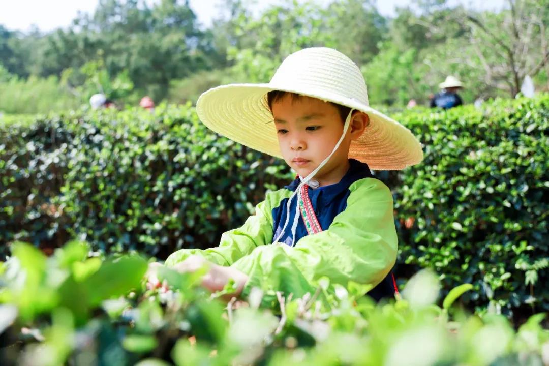五一假期有安排了嗎？快來體驗采茶制茶品茶樂趣